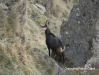 images/chamois/chamois-02-12-novembre-2011 copie.jpg